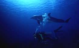 No Contest: Dolphin and diver; Roatan, Honduras Bay Islands