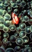 Tomato Anemonefish in eyeball anemone; Palau, Micronesia