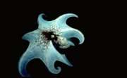Caribbean Reef Octopus; Grand Cayman, Cayman Islands